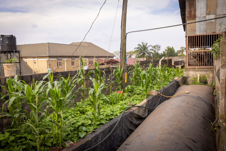 A vegetable garden with young corn stocks sprouting over a brick wall.